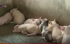 Hiệu quả kinh tế từ mô hình cho lợn nghe nhạc tại ĐBSCL