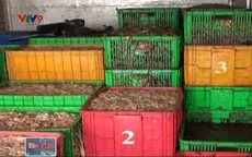 Bắt giữ gần 5 tấn phế phẩm nội tạng thối tại Đồng Nai