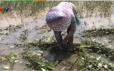 Người dân An Giang thu hoạch hoa màu trong nước lũ