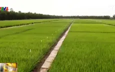 Sử dụng phân bón công nghệ cao giúp nông dân tăng thu nhập