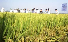 Quảng Trị đẩy nhanh tiến độ xây dựng thủy lợi cho vụ Hè Thu