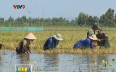 Thách thức an ninh nguồn nước đối với ĐBSCL