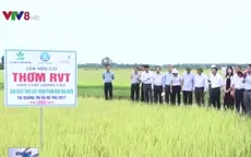 Miền Trung có thêm dòng sản phẩm gạo hữu cơ