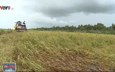 Các địa phương ĐBSCL nỗ lực cứu lúa