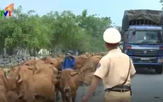 CSGT hàng ngày lùa bò đảm bảo an toàn giao thông
