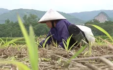 Hơn 1.000 ha cây vụ Đông ở Chương Mỹ, Hà Nội thiệt hại do mưa lũ
