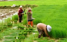 Việt Nam lọt top 10 quốc gia có sản lượng lúa gạo lớn nhất thế giới