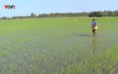 Sản xuất lúa Thu Đông gặp khó do mưa nhiều, lũ sớm