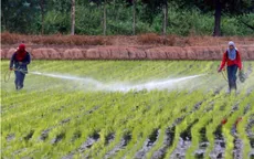 Thái Lan trả tiền để nông dân ngưng trồng lúa