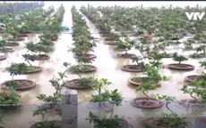 Vựa mai Tết miền Trung chìm trong lũ