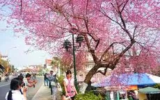 Du khách bất ngờ vì hủy lễ hội hoa anh đào Đà Lạt