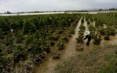 Người trồng mai gặp khó sau lũ