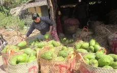 Tiền Giang: Người dân không bán được mãng cầu vì xe tải bị cấm qua phà