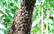 Phát hiện mật ong nuôi giả mật ong U Minh hạ