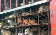 Trung Quốc: Giải cứu hơn 1.000 chó, mèo từ lễ hội thịt chó Ngọc Lâm