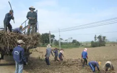 Vùng mía Phú Yên thất thu vì mưa kéo dài