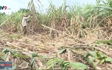 Mưa lũ dồn dập gây ảnh hưởng đến việc thu hoạch mía ở Nam Trung Bộ
