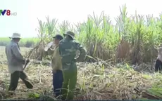 Khánh Hòa: Triển khai thu mua mía cho nông dân