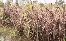 600 ha mía bị ngập nước, nông dân Long An lao đao