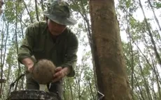 Cao su tăng giá, nông dân phấn khởi