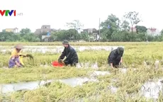 30.000 ha lúa mùa tại Thái Bình bị thiệt hại do mưa lũ