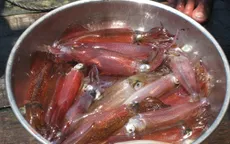 Mực nhảy Vũng Áng tiêu thụ mạnh trở lại
