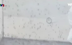 Sẽ thả muỗi vằn mang Wolbachia tại Khánh Hòa