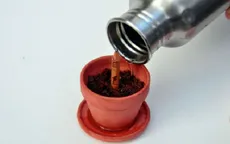 Bút chì có thể... nảy mầm thành cây khi cắm xuống đất