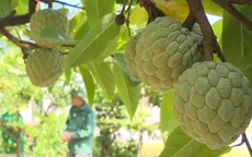Thu tiền tỷ mỗi năm từ na trái vụ