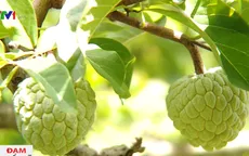 Bảo vệ và phát huy nhãn hiệu na Chi Lăng