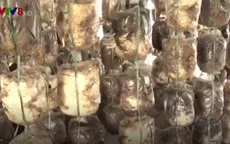 Ngư dân Quảng Trị trồng nấm sau sự cố môi trường biển