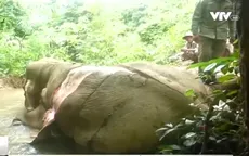 Myanmar: Loài voi gặp nguy hiểm trước nạn lột da làm thuốc