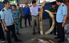 Xử lý nghiêm vụ hải quan đánh tráo ngà voi
