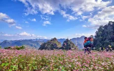 Cuộc sống đổi thay trên cánh đồng tam giác mạch
