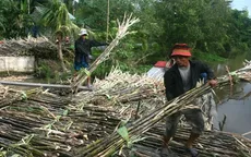 Nâng cao khả năng cạnh tranh cho ngành mía đường Việt Nam