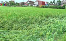 Mưa lớn, hơn 900 ha lúa ở Ninh Bình bị ngập úng