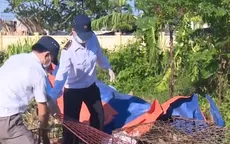 Nghệ An tiêu hủy 72 con chó không có giấy tờ kiểm dịch