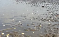 Kiên Giang xem xét hỗ trợ người nuôi hải sản bị thiệt hại