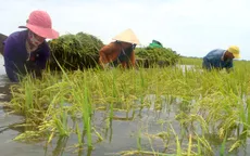 Bảo hiểm nông nghiệp: Vì sao nông dân không mặn mà?