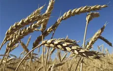 Xuất khẩu ngũ cốc của Ukraine có thể giảm lần đầu tiên trong 5 năm
