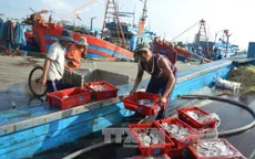 Ngư dân Đà Nẵng tất bật vươn khơi giáp Tết