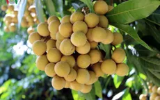 Thử nghiệm xuất khẩu nhãn Sông Mã sang Mỹ
