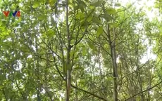 Nhật Bản triển khai nhiều dự án trồng rừng tại Việt Nam