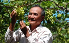 Giá nho Ninh Thuận tăng cao