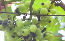 Khó giữ ổn định vùng nho Ninh Thuận