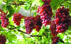 Sử dụng công nghệ bóng bay trong trồng nho
