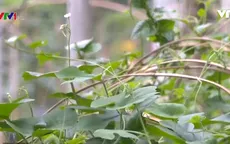 Mô hình sản xuất hữu cơ phù hợp