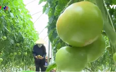 Đã giải ngân 33.000 tỷ đồng cho sản xuất nông nghiệp công nghệ cao