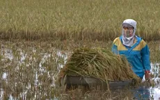 Nông nghiệp Nam Định thiệt hại nặng nề do mưa lũ