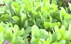 Mô hình sản xuất nông sản hữu cơ đầu tiên ở Huế
